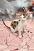 Calico Oriental Shorthair kitten from the Peronel product collection