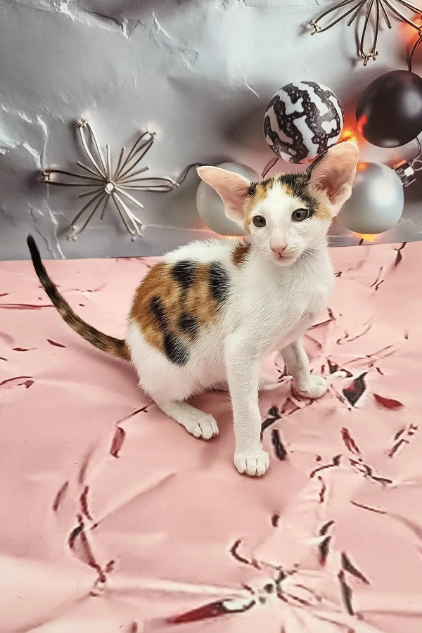 Calico Oriental Shorthair kitten from the Peronel product collection