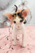 Calico Oriental Shorthair kitten in the Peronel product line, super cute and playful