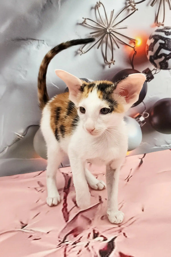 Calico Oriental Shorthair kitten in Peronel product showcasing its cute features