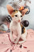 Cute Calico Oriental Shorthair Kitten from the Peronel product line