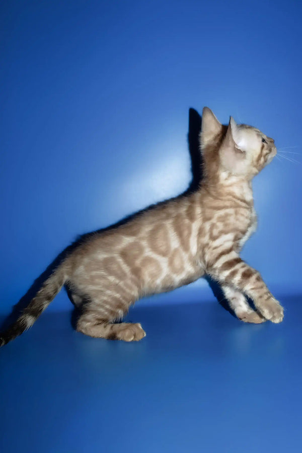 Perri | bengal kitten