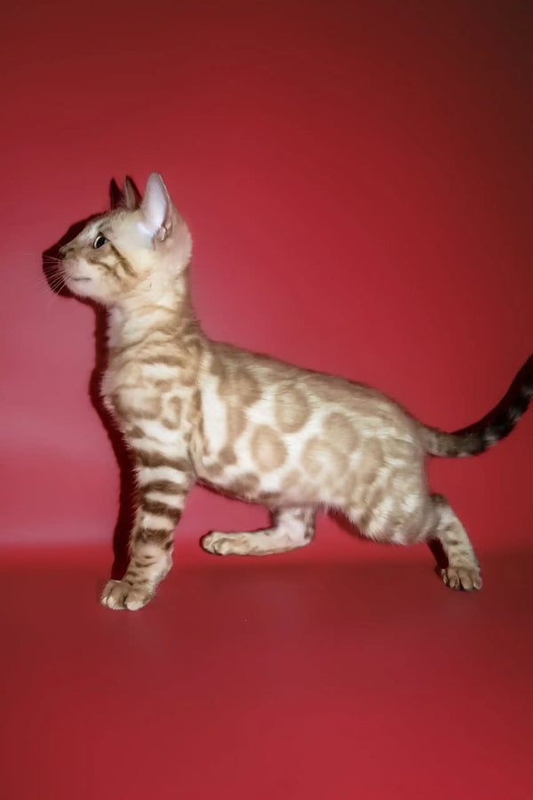 Perri | bengal kitten