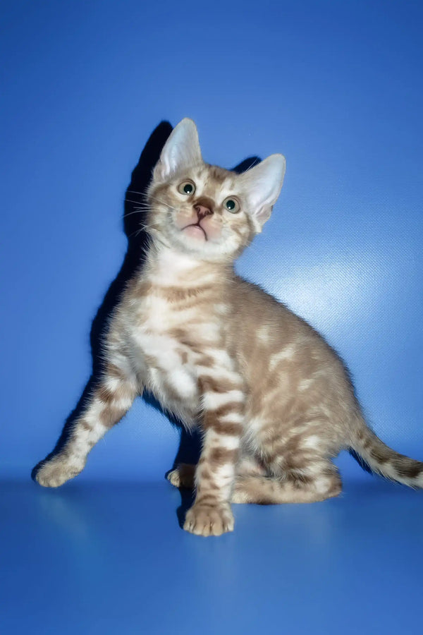 Perri | bengal kitten