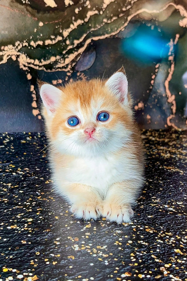 Adorable Scottish Straight Kitten with bright blue eyes and orange and white fur