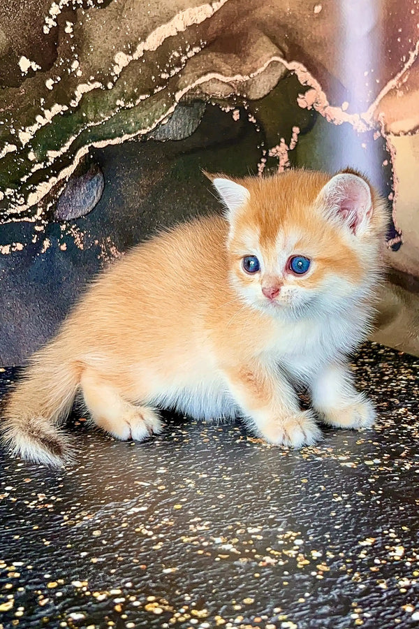 Fluffy orange and white Scottish Straight Kitten with bright blue eyes