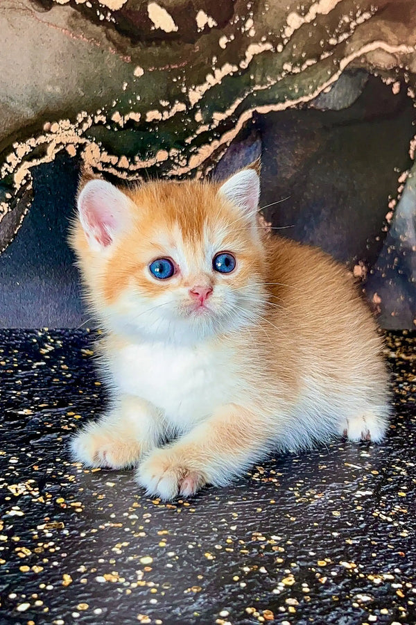 Adorable Scottish Straight kitten with orange and white fur and bright blue eyes