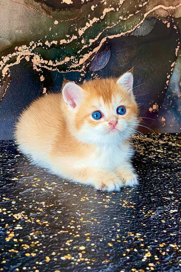 Adorable orange and white Scottish Straight Kitten with bright blue eyes