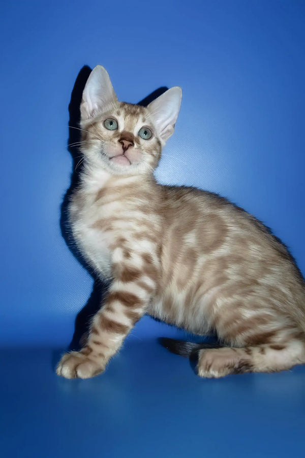 Persej | bengal kitten