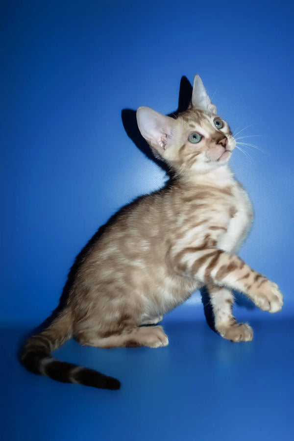 Persej | bengal kitten