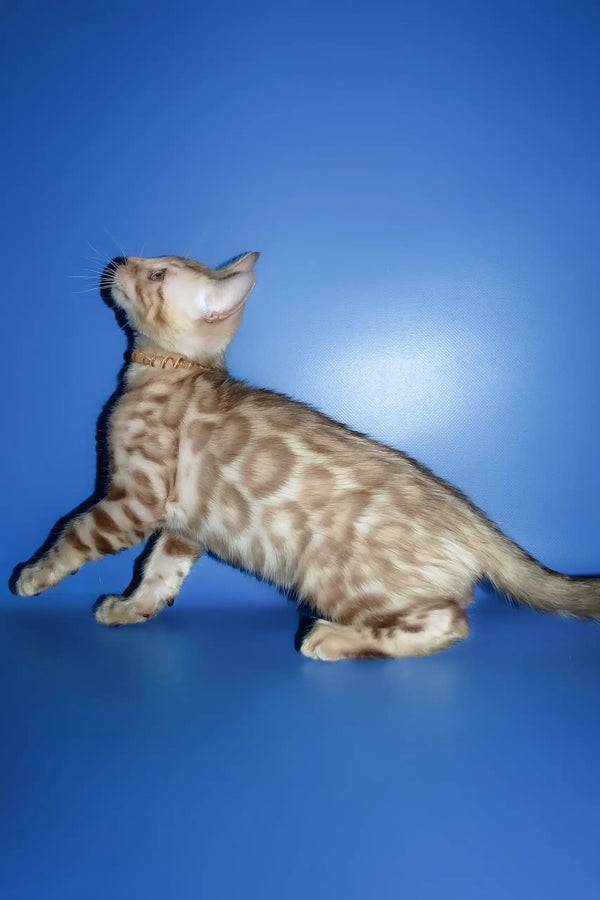 Persej | bengal kitten
