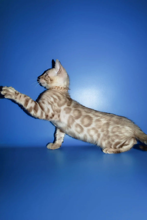 Persej | bengal kitten