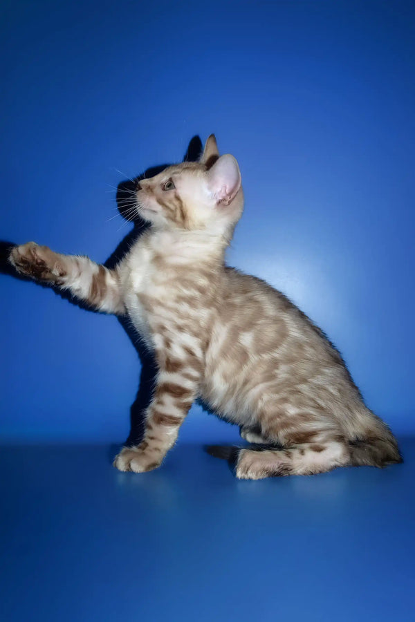 Persej | bengal kitten