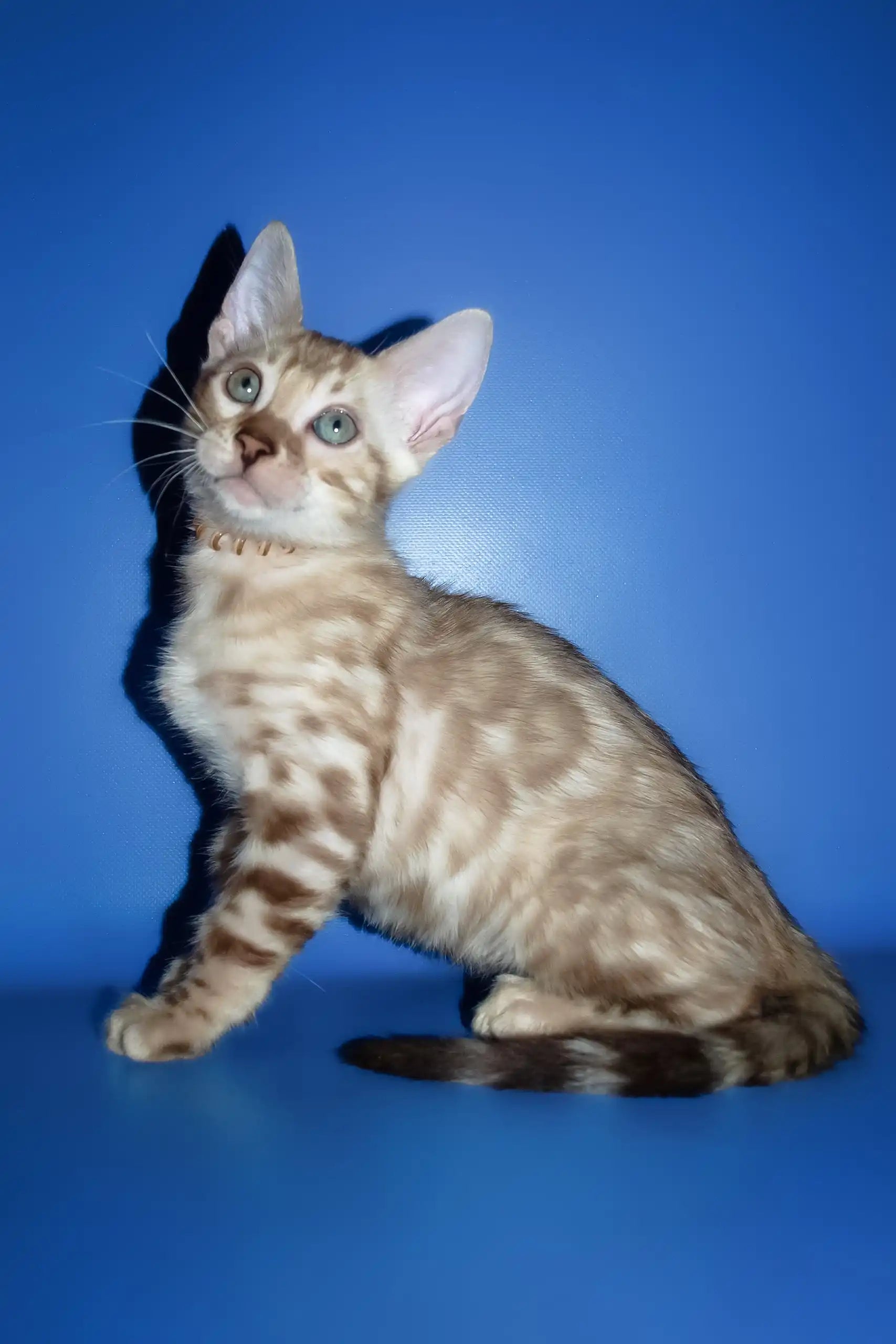 Meet Persej the Playful Bengal Kitten