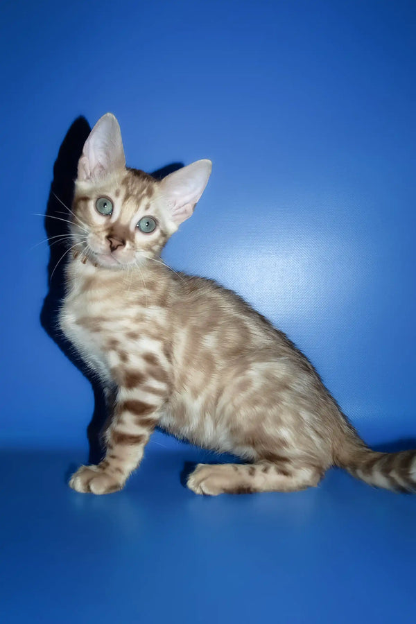 Persej | bengal kitten