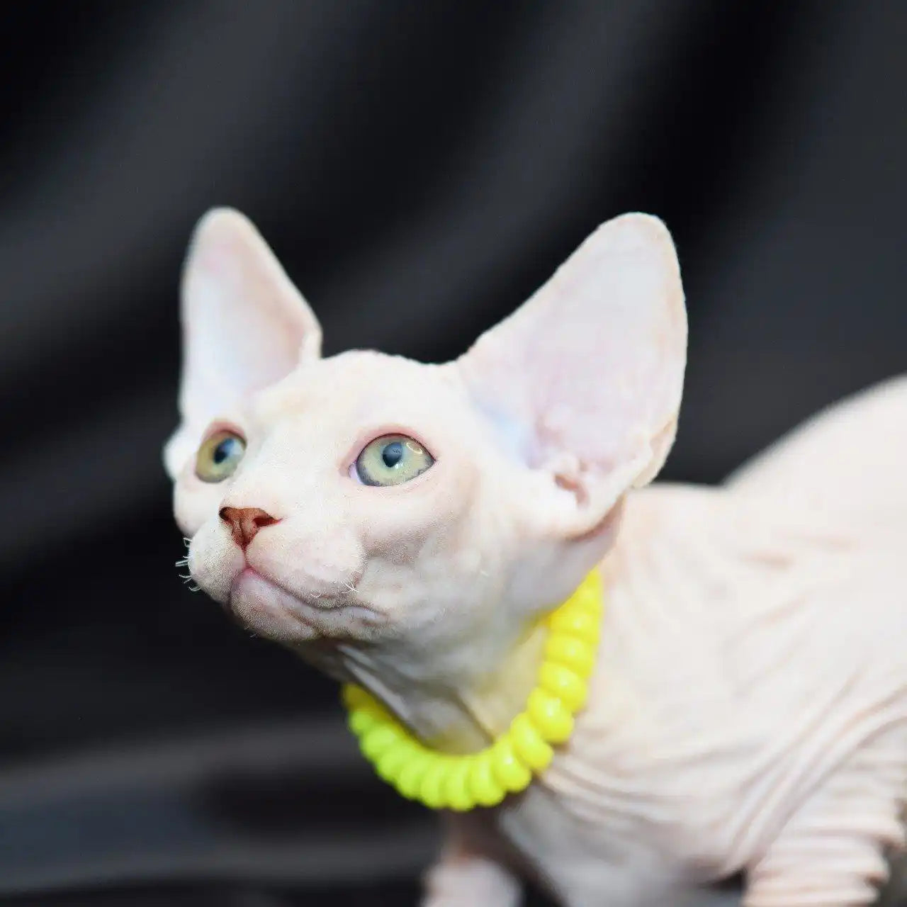 Sphynx Cats for Sale | Kittens For Persephone | Kitten