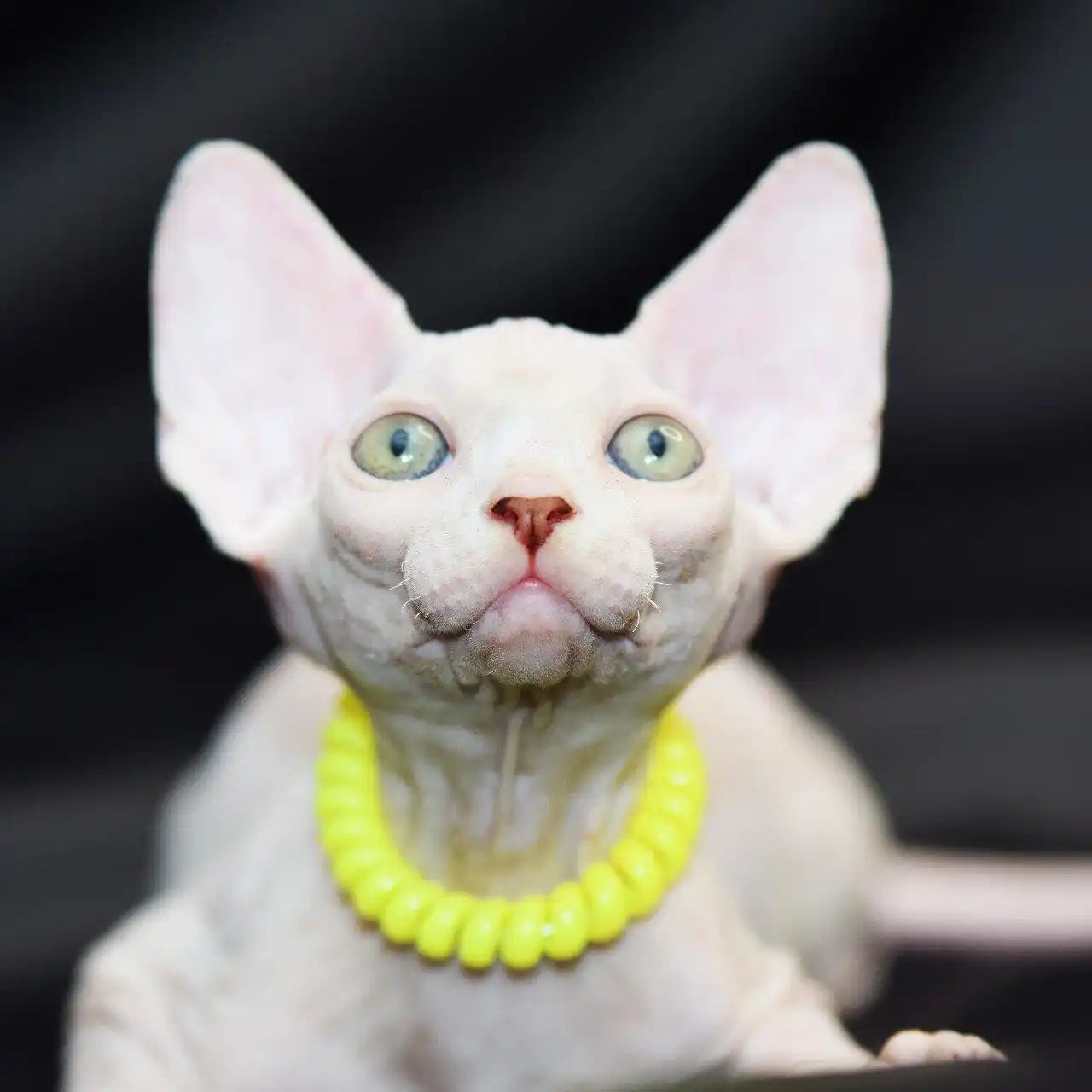 Sphynx Cats for Sale | Kittens For Persephone | Kitten