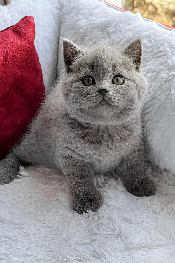 Persey | british shorthair kitten