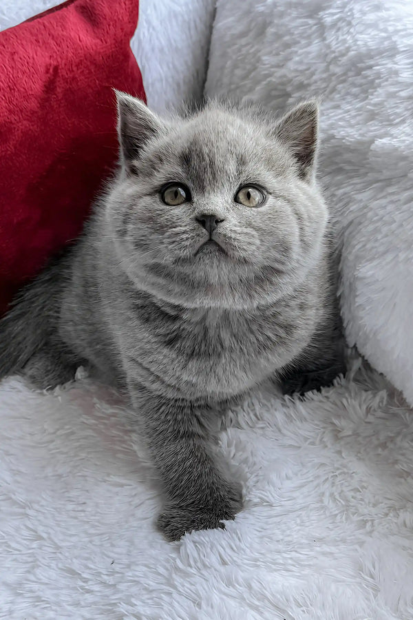 Persey | british shorthair kitten