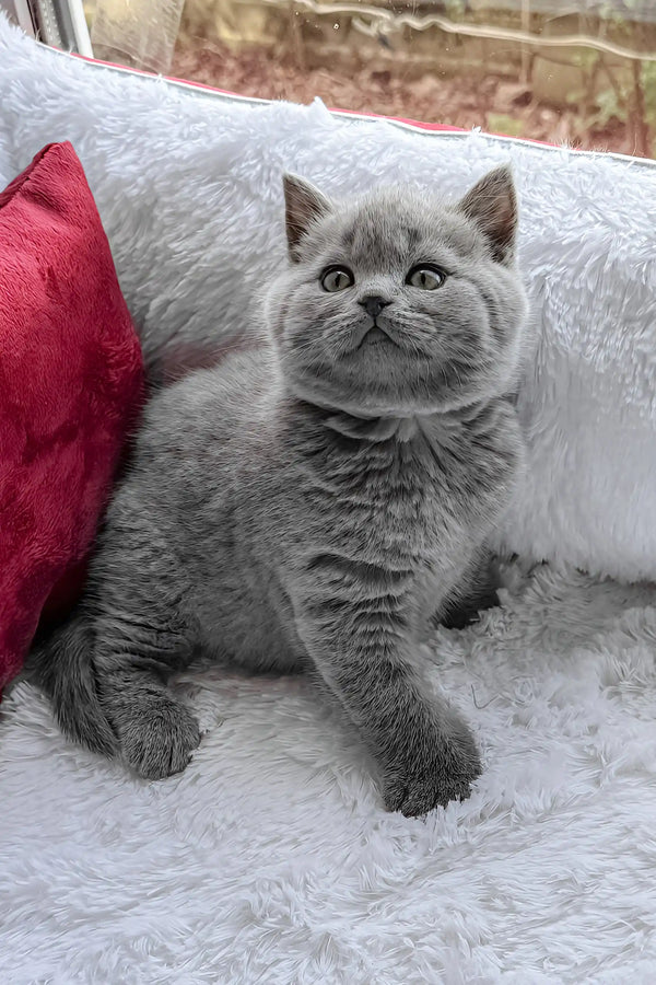Persey | british shorthair kitten