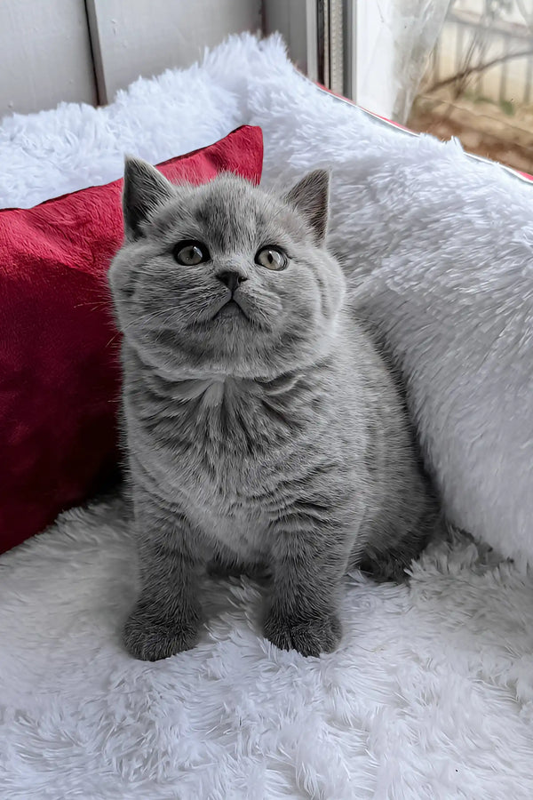 Persey | british shorthair kitten