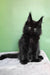 Persia | polydactyl maine coon kitten