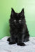 Persia | polydactyl maine coon kitten