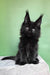 Persia | polydactyl maine coon kitten