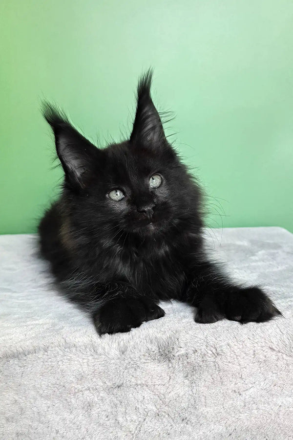 Persia | polydactyl maine coon kitten
