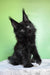 Persia | polydactyl maine coon kitten