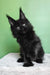 Persia | polydactyl maine coon kitten