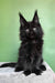 Persia | polydactyl maine coon kitten