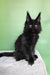 Persia | polydactyl maine coon kitten