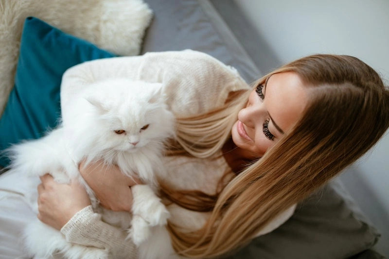 persian cat on the hands of a happy owner