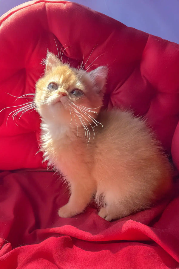 Persik | british shorthair kitten