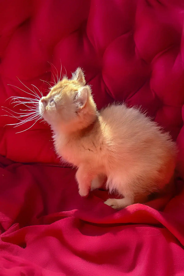 Persik | british shorthair kitten