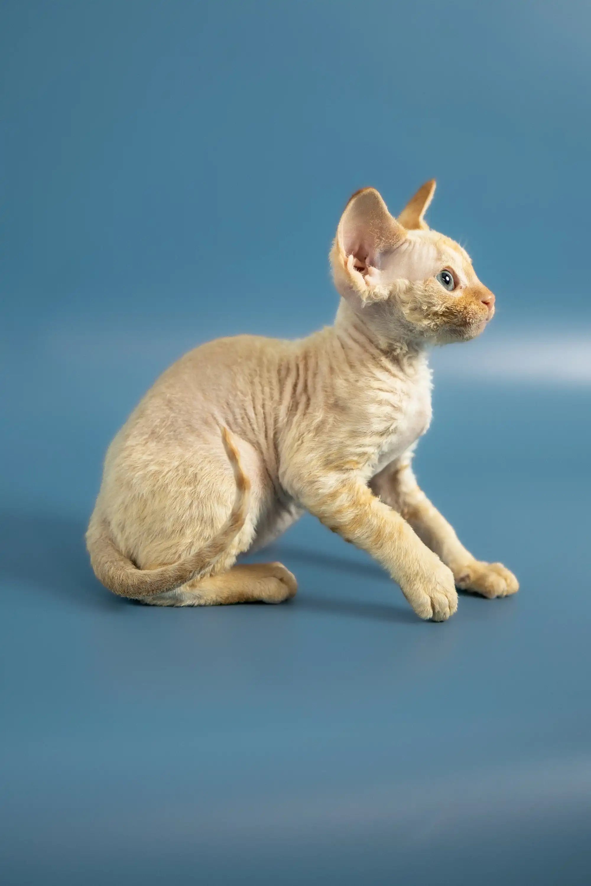 Devon Rex Kittens For Sale Persik | Kitten