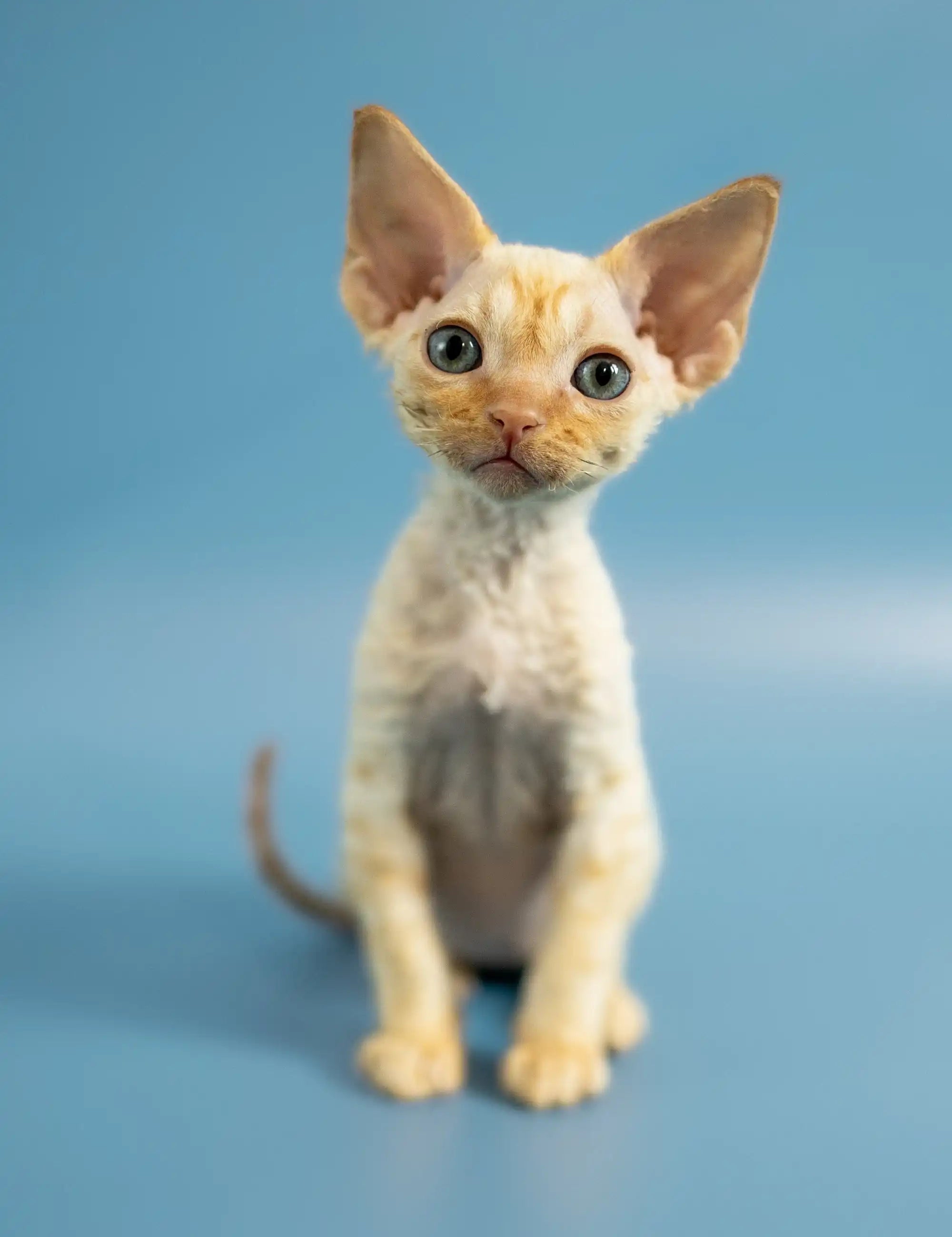 Devon Rex Kittens For Sale Persik | Kitten