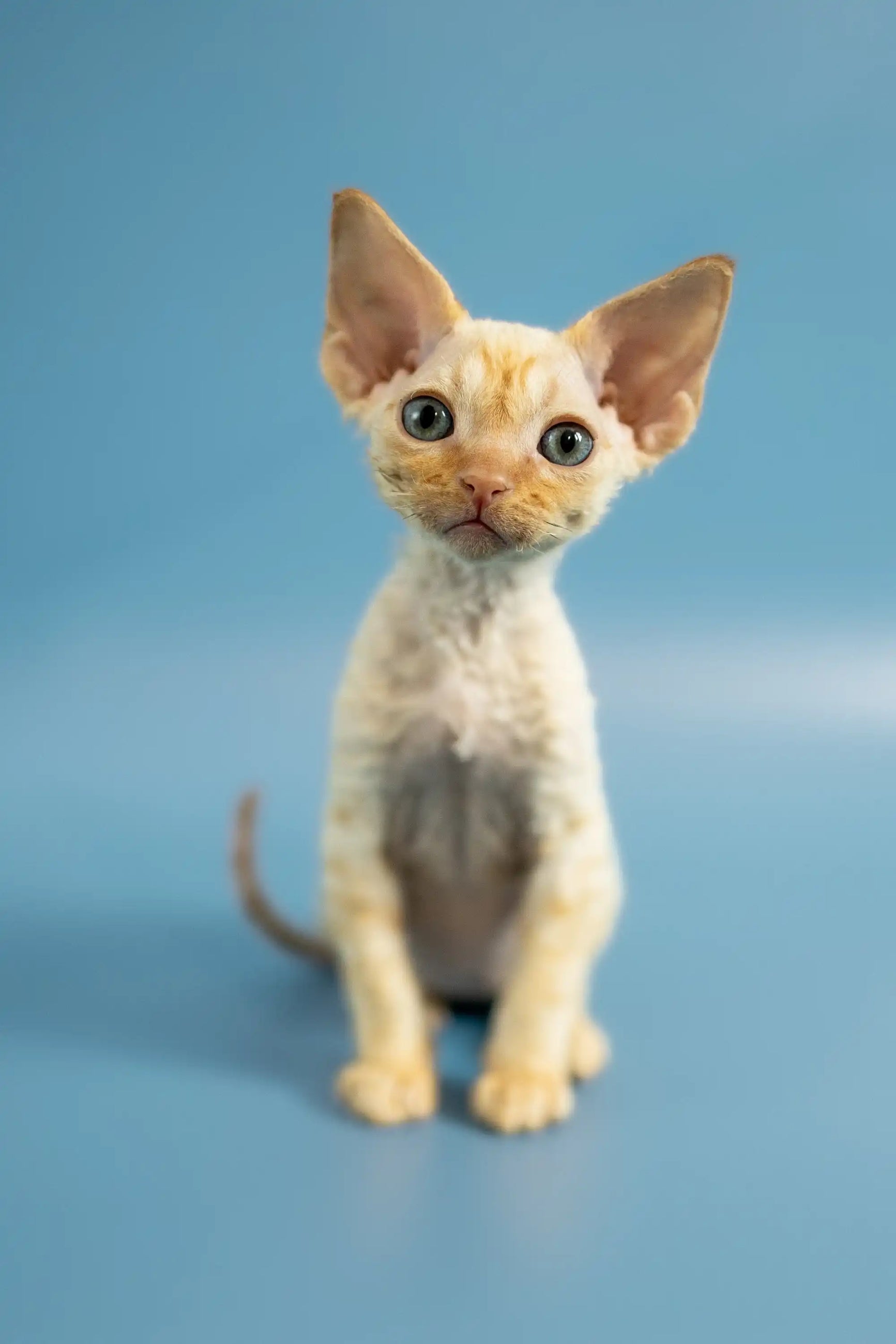 Discover The Unique Devon Rex Cat Your Ultimate Care Guide Purebred Discover The Unique Devon Rex Cat Your Ultimate Care Guide Purebred