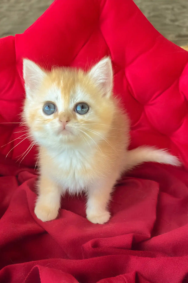 Peter | british shorthair kitten