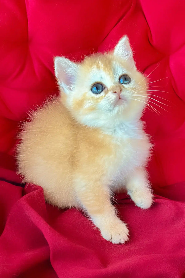 Peter | british shorthair kitten