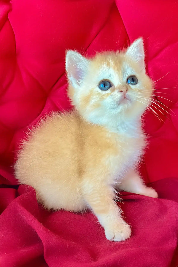 Peter | british shorthair kitten