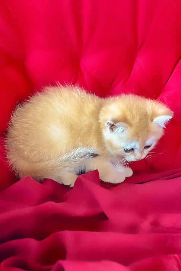 Peter | british shorthair kitten