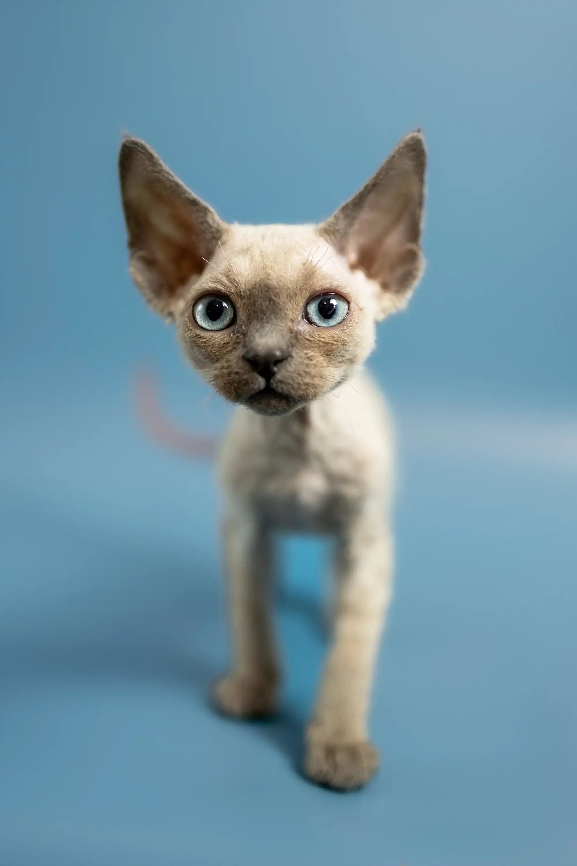 Devon Rex Kittens For Sale Peter | Kitten