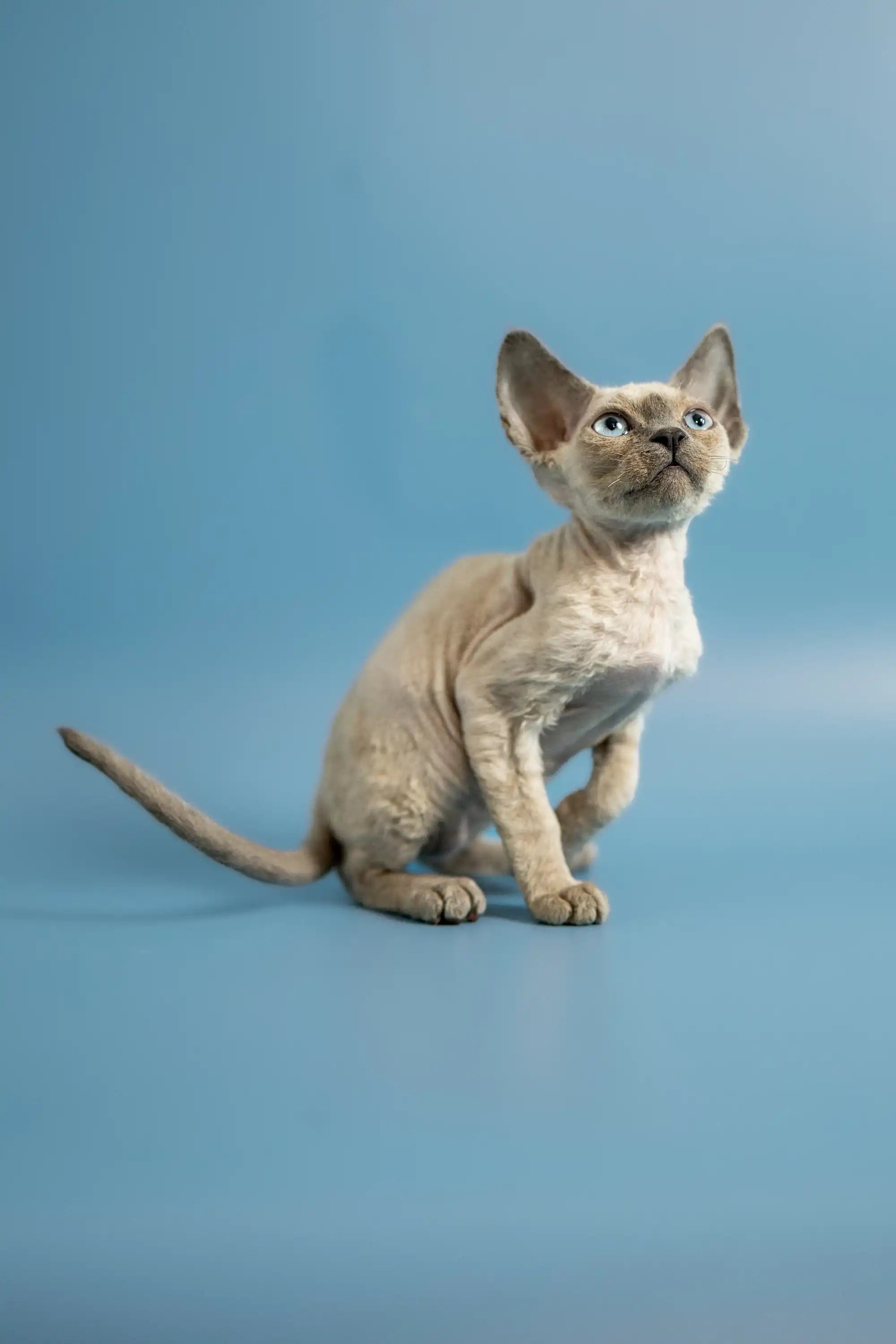 Devon Rex Kittens For Sale Peter | Kitten