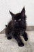 Fluffy black Maine Coon kitten Peter with bright eyes and cute pointed ears