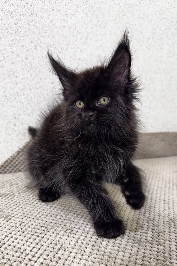 Fluffy black Maine Coon kitten Peter with bright eyes and cute pointed ears