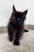 Fluffy black Maine Coon kitten Peter with bright green eyes looking playful