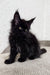 Fluffy black Maine Coon kitten Peter with bright eyes and tufted ears