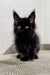 Fluffy black Maine Coon kitten named Peter with bright green eyes and pointed ears